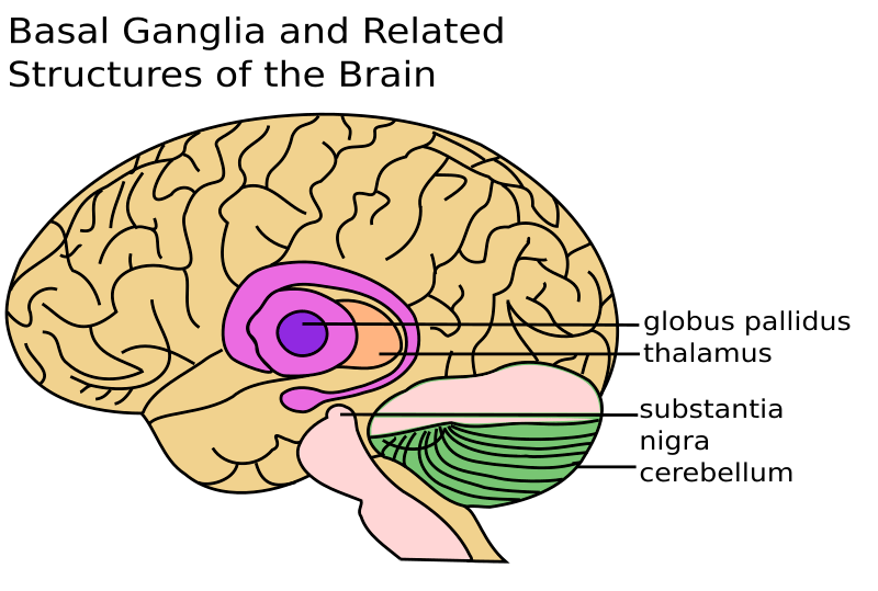 Trailblazing Thursday- The Manners in Which the Basal Ganglia Influences Cognitive&nbsp;Processing